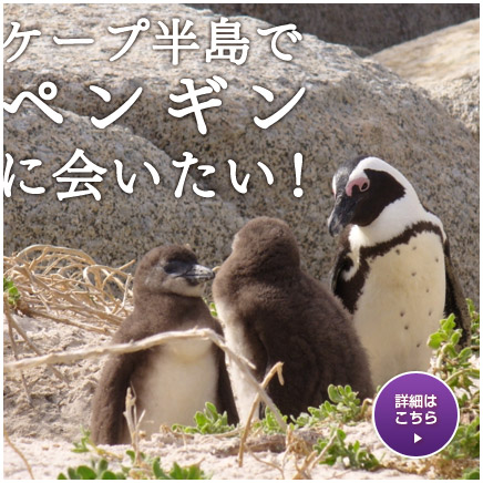 ケープ半島でペンギンに会いたい！