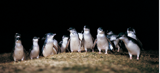 野生動物の宝庫写真