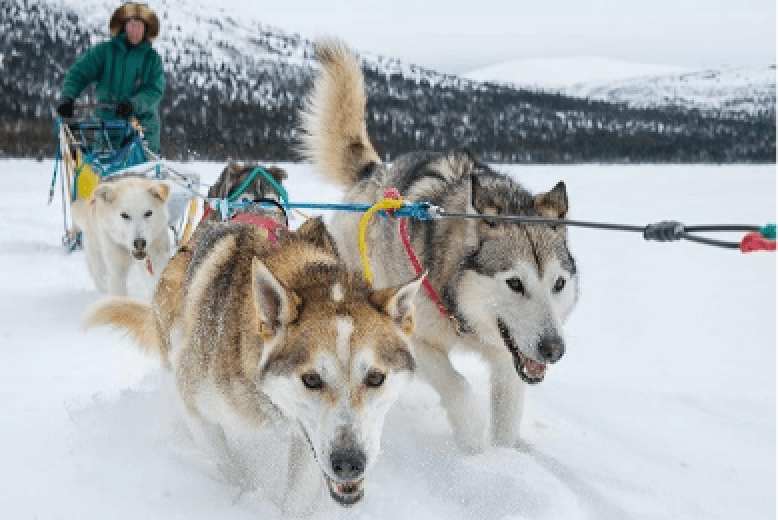 ホワイトホースの犬ぞり風景