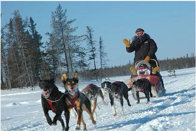 イエローナイフの犬ぞり風景