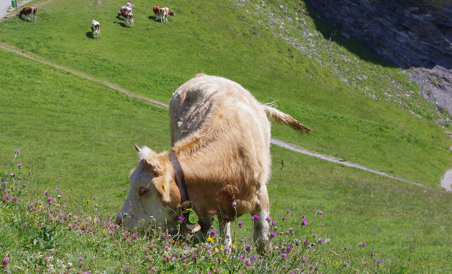 グリンデルワルト 牛などの動物にも出会える