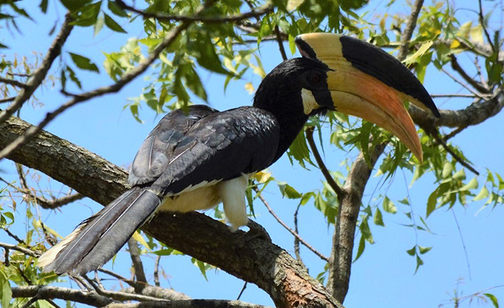 ヤーラ国立公園 カササギサイチョウ