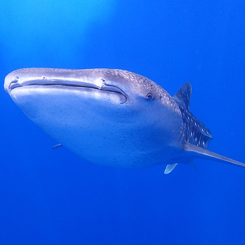 ジンベエを見るイメージ2