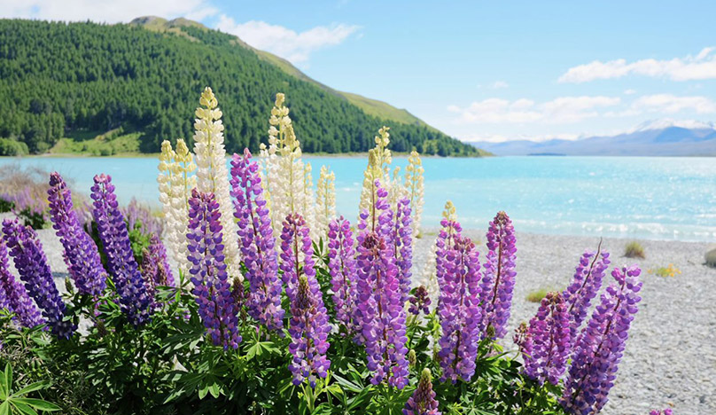 ベストシーズンのテカポではルピナスの花が咲いています