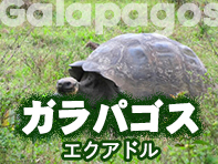 ガラパゴス